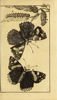 An illustration from Schou-burg der rupsen, wormen, ma'den, en vliegende dierkens daar uit voortkomende : door eigen ondervindinge by een gebragt (1688)