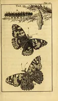 Picture 6 of 24 from Schou-burg der rupsen, wormen, ma'den, en vliegende dierkens daar uit voortkomende : door eigen ondervindinge by een gebragt (1688), leaf 45