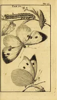 Picture 7 of 24 from Schou-burg der rupsen, wormen, ma'den, en vliegende dierkens daar uit voortkomende : door eigen ondervindinge by een gebragt (1688), leaf 51