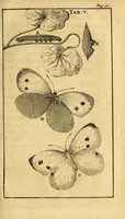 An illustration from Schou-burg der rupsen, wormen, ma'den, en vliegende dierkens daar uit voortkomende : door eigen ondervindinge by een gebragt (1688)
