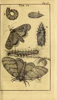 An illustration from Schou-burg der rupsen, wormen, ma'den, en vliegende dierkens daar uit voortkomende : door eigen ondervindinge by een gebragt (1688)