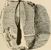 Picture 40 of 61 from Schule und Museum (1910), leaf 68