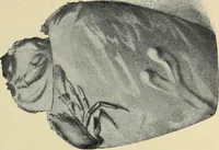 An illustration from Schwedische kunst des 19. Jahrhunderts (1904)