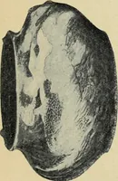 An illustration from Schwedische kunst des 19. Jahrhunderts (1904)
