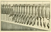 An illustration from Science conspectus (1910)