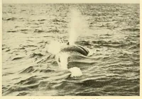 An illustration from Science conspectus (1910)