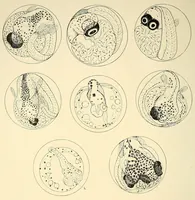 An illustration from Science conspectus (1910)