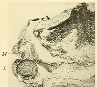 An illustration from Science conspectus (1910)