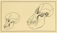 An illustration from Science conspectus (1910)