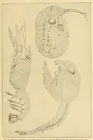 An illustration from Science conspectus (1910)
