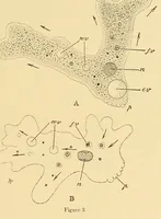 An illustration from Science conspectus (1910)