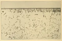 Picture 6 of 18 from Science conspectus (1910), leaf 60