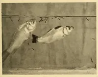 Picture 7 of 18 from Science conspectus (1910), leaf 65