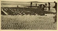 Picture 8 of 18 from Science conspectus (1910), leaf 81