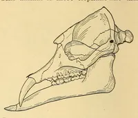 An illustration from Science conspectus (1910)