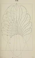 An illustration from The science of beauty, as developed in nature and applied in art (1856)