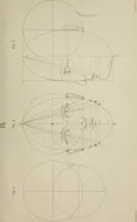An illustration from The science of beauty, as developed in nature and applied in art (1856)