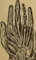 An illustration from The science of palmistry and its relations to astrology and phrenology (1901)