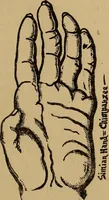 An illustration from The science of palmistry and its relations to astrology and phrenology (1901)