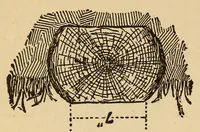 Picture 3 of 18 from The science of railways (1904), leaf 218