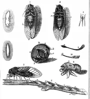 An illustration from Scientific American, Vol. 6, No. 27 (March 1851) (1851)