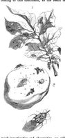 An illustration from Scientific American, Vol. 13, No. 51 (August 1858) (1858)