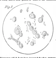 An illustration from Scientific American, Vol. 2, No. 4 (January 1860) (1860)
