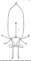 An illustration from Scientific American, Vol. 13, No. 25 (December 1865) (1865)