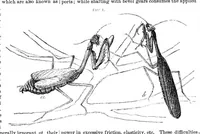 An illustration from Scientific American, Vol. 21, No. 12 (September 1869) (1869)