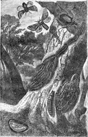 An illustration from Scientific American, Vol. 22, No. 21 (May 1870) (1870)