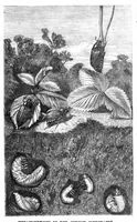 An illustration from Scientific American, Vol. 22, No. 23 (June 1870) (1870)