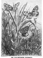 An illustration from Scientific American, Vol. 23, No. 2 (July 1870) (1870)