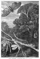 An illustration from Scientific American, Vol. 23, No. 3 (July 1870) (1870)