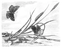 An illustration from Scientific American, Vol. 23, No. 4 (July 1870) (1870)