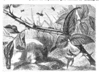An illustration from Scientific American, Vol. 23, No. 5 (July 1870) (1870)