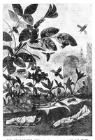 An illustration from Scientific American, Vol. 23, No. 7 (August 1870) (1870)