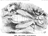An illustration from Scientific American, Vol. 23, No. 17 (October 1870) (1870)