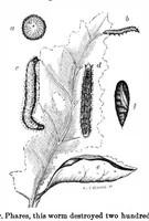 Picture 4 of 9 from Scientific American, Vol. 24, No. 19 (May 1871) (1871), leaf 3