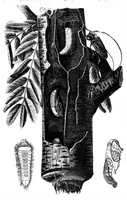 Picture 3 of 6 from Scientific American, Vol. 25, No. 3 (July 1871) (1871), leaf 4