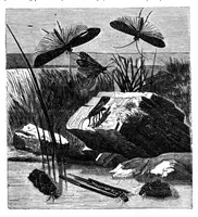 An illustration from Scientific American, Vol. 25, No. 6 (August 1871) (1871)