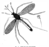 An illustration from Scientific American, Vol. 27, No. 2 (July 1872) (1872)