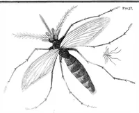 An illustration from Scientific American, Vol. 27, No. 2 (July 1872) (1872)