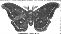 An illustration from Scientific American, Vol. 27, No. 7 (August 1872) (1872)