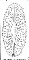 An illustration from Scientific American, Vol. 28, No. 20 (May 1873) (1873)