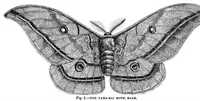 An illustration from Scientific American, Vol. 28, No. 25 (June 1873) (1873)