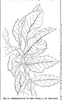Picture 4 of 13 from Scientific American, Vol. 28, No. 25 (June 1873) (1873), leaf 3