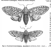 An illustration from Scientific American, Vol. 29, No. 3 (July 1873) (1873)