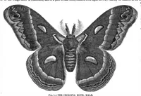 An illustration from Scientific American, Vol. 29, No. 6 (August 1873) (1873)