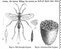 Picture 15 of 16 from Scientific American, Vol. 29, No. 6 (August 1873) (1873), leaf 9