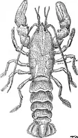 An illustration from Scientific American, Vol. 29, No. 9 (August 1873) (1873)